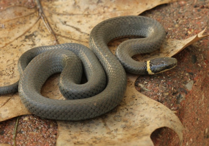 Northern Ringneck Snake